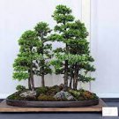 50 PCS Seeds Araucaria Bonsai Tree 50 PCS Seeds Araucaria Bonsai Tree