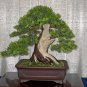 50 PCS Seeds Araucaria Bonsai Tree