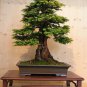 50 PCS Seeds Araucaria Bonsai Tree