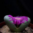 20 PCS Seeds ARGYRODERMA delaetii Succulents Garden Plants 20 PCS Seeds ARGYRODERMA delaetii Succulents Garden Plants