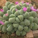 20 PCS Seeds Argyroderma Mix Succulents Garden Plants 20 PCS Seeds Argyroderma Mix Succulents Garden Plants
