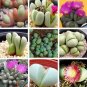 20 PCS Seeds Argyroderma Mix Succulents Garden Plants