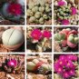 20 PCS Seeds Argyroderma Mix Succulents Garden Plants