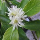 5 PCS Seeds Asteraceae Small Shrub Leprechaun Flower Argyropsis 5 PCS Seeds Asteraceae Small Shrub Leprechaun Flower Argyropsis