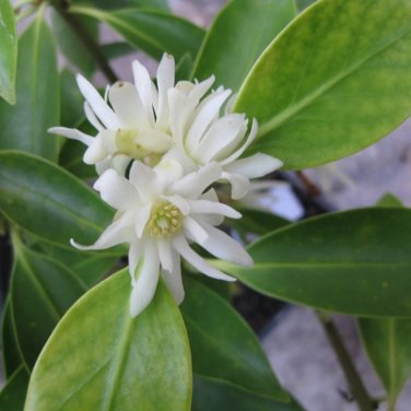 5 PCS Seeds Asteraceae Small Shrub Leprechaun Flower Argyropsis