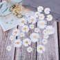 5 PCS Seeds Asteraceae Small Shrub Leprechaun Flower Argyropsis