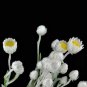 5 PCS Seeds Asteraceae Small Shrub Leprechaun Flower Argyropsis