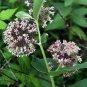 5 PCS Seeds Asteraceae Small Shrub Leprechaun Flower Canescens