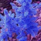100 PCS Seeds Astilbe Chinensis Seeds Apple Blue Color