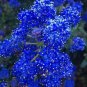 100 PCS Seeds Astilbe Chinensis Seeds Apple Blue Color