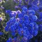 100 PCS Seeds Astilbe Chinensis Seeds Apple Blue Color