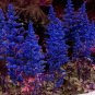 100 PCS Seeds Astilbe Chinensis Seeds Apple Blue Color