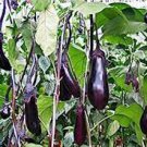 100 PCS Seeds Aubergine Black Egg Plant Vegetables