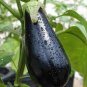 100 PCS Seeds Aubergine Black Egg Plant Vegetables