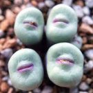 100 PCS Seeds Ball Conophytum vanzylii Cactus Bonsai 100 PCS Seeds Ball Conophytum vanzylii Cactus Bonsai