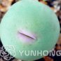 100 PCS Seeds Ball Conophytum vanzylii Cactus Bonsai
