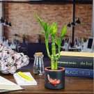 30 PCS Seeds Bamboo Bonsai Seed DIY Bamboo Decorations House Dracaena Garden Potted 30 PCS Seeds Bamboo Bonsai Seed DIY Bamboo Decorations House Dracaena Garden Potted