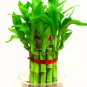 30 PCS Seeds Bamboo Bonsai Seed DIY Bamboo Decorations House Dracaena Garden Potted