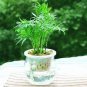 30 PCS Seeds Bamboo Bonsai Seed DIY Bamboo Decorations House Dracaena Garden Potted