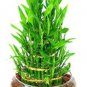 30 PCS Seeds Bamboo Bonsai Seed DIY Bamboo Decorations House Dracaena Garden Potted