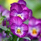 100 PCS Seeds Beautiful Pansy Plant Mix Color Wavy Viola Tricolor Flower Flores Bonsai