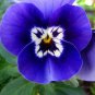 100 PCS Seeds Beautiful Pansy Plant Mix Color Wavy Viola Tricolor Flower Flores Bonsai