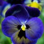 100 PCS Seeds Beautiful Pansy Plant Mix Color Wavy Viola Tricolor Flower Flores Bonsai