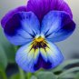 100 PCS Seeds Beautiful Pansy Plant Mix Color Wavy Viola Tricolor Flower Flores Bonsai