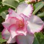 1 PCS Seeds Beautiful White Borde rRed Desert Rose Flowers Potted Bonsai
