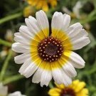20 PCS Seeds Beautiful Yellow Chrysanthemum
