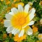 20 PCS Seeds Beautiful Yellow Chrysanthemum