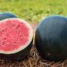 30 PCS Seeds Black Skin Long Red Watermelon