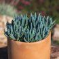 5 PCS Seeds Blue Chalk Sticks Senecio Mandraliscae