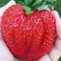 40 PCS Seeds Bonai Giant Strawberry