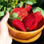 40 PCS Seeds Bonai Giant Strawberry