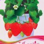 40 PCS Seeds Bonai Giant Strawberry
