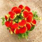 200 PCS Seeds Bonsai Calceolaria Dicentra Spectabilis Rare Flower Home Garden