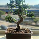 10 PCS Seeds Bonsai Cinnamomum Kotoense Plant 10 PCS Seeds Bonsai Cinnamomum Kotoense Plant