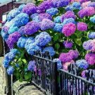 50 PCS Seeds Bonsai Hydrangea Mixed Climbing Hydrangea Plants Flowers Garden