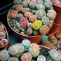 100 PCS Seeds Bonsai Lithops Plants Mix Varieties Succulent Plant Living Stone Bonsai
