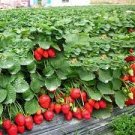 40 PCS Seeds Bonai Giant Strawberry 40 PCS Seeds Bonai Giant Strawberry