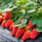 40 PCS Seeds Bonai Giant Strawberry