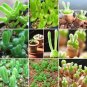 100 PCS Seeds Bonsai Monilaria Obconica Bunny Bonsai Succulents Bonsai Rabbit Shape