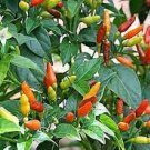 25 PCS Seeds Bonsai 'Pearl' Pepper Chile Vegetables 25 PCS Seeds Bonsai 'Pearl' Pepper Chile Vegetables