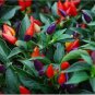 25 PCS Seeds Bonsai 'Pearl' Pepper Chile Vegetables
