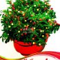 25 PCS Seeds Bonsai 'Pearl' Pepper Chile Vegetables