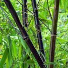 40 PCS Seeds Bonsai Purple Bamboo Bonsai Plants Rare Phyllostachys nigra Perennial Bambu 40 PCS Seeds Bonsai Purple Bamboo Bonsai Plants Rare Phyllostachys nigra Perennial Bambu