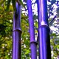 40 PCS Seeds Bonsai Purple Bamboo Bonsai Plants Rare Phyllostachys nigra Perennial Bambu