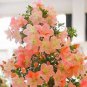 100 PCS Seeds Bonsai Rhododendron Flower Easy to Grow Azalea Bonsai Family & Garden