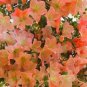 100 PCS Seeds Bonsai Rhododendron Flower Easy to Grow Azalea Bonsai Family & Garden
